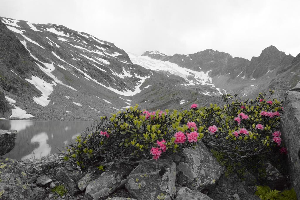 Pension Am Rain Neustift im Stubaital Ngoại thất bức ảnh